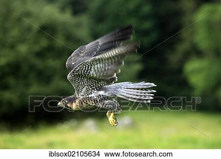 Peregrine falcon (Falco peregrinus), adult, male, in flight, Germany, Europe View Large Photo Image Picture - Peregrine falcon (Falco peregrinus), adult, male, in flight, Germany, Europe. Fotosearch