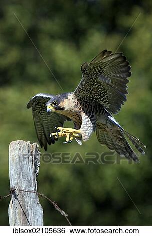 Stock Photograph - Peregrine falcon (Falco peregrinus), adult, male, approaching look-out, Germany, Europe. Fotosearch