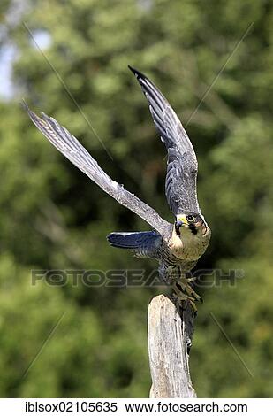 Stock Photography - Peregrine falcon (Falco peregrinus), adult, male, perched, Germany, Europe. Fotosearch
