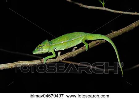 Perinet chameleon (Calumma gastrotaenia), male on a branch, Annjozorobe Reserve, Madagascar, Africa View Large Photo Image Stock Photo - Perinet chameleon (Calumma gastrotaenia), male on a branch, Annjozorobe Reserve, Madagascar, Africa. Fotosearch
