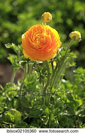 Stock Image - Persian Buttercup or Ranunculus (Ranunculus asiaticus), in flower, Carlsbad, California, USA, North America. Fotosearch