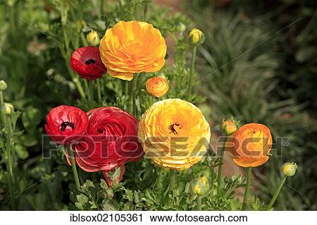 Persian Buttercup or Ranunculus (Ranunculus asiaticus), in flower, Carlsbad, California, USA, North America View Large Photo Image Stock Image - Persian Buttercup or Ranunculus (Ranunculus asiaticus), in flower, Carlsbad, California, USA, North America. Fotosearch