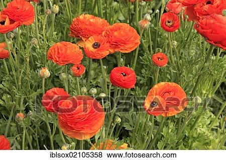 Stock Photo - Persian Buttercup or Ranunculus (Ranunculus asiaticus), in flower, flower meadow, Carlsbad, California, USA, North America. Fotosearch
