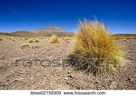 Stock Photo - Peruvian Feather Grass (Stipa ichu) in front of a volcano, Uyuni, Bolivia, South America. Fotosearch