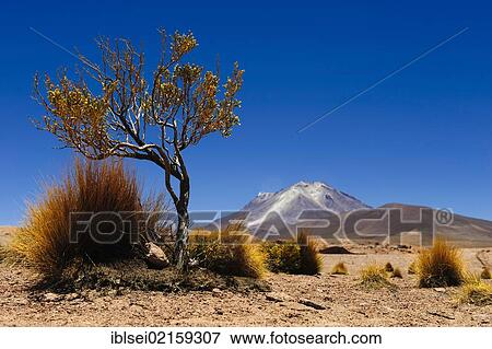 Peruvian Feather Grass (Stipa ichu) with trees in front of a volcano, Uyuni, Bolivia, South America View Large Photo Image Stock Photo - Peruvian Feather Grass (Stipa ichu) with trees in front of a volcano, Uyuni, Bolivia, South America. Fotosearch