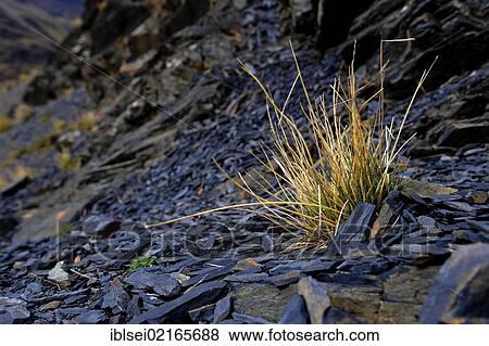 Peruvian Feathergrass (Stipa ichu) on dark lava rocks, Tuni, La Paz, Bolivia, South America View Large Photo Image Stock Photo - Peruvian Feathergrass (Stipa ichu) on dark lava rocks, Tuni, La Paz, Bolivia, South America. Fotosearch
