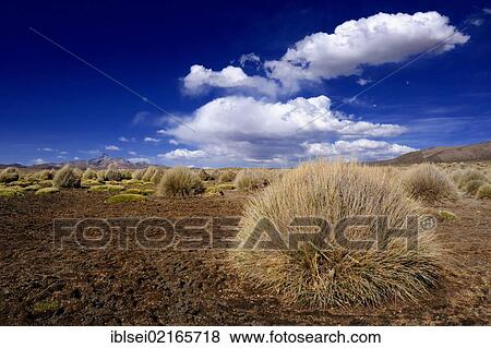 Peruvian Feathergrass (Stipa ichu) against a cloudy sky, Sajama National Park, La Paz, Bolivia, South America View Large Photo Image Stock Photo - Peruvian Feathergrass (Stipa ichu) against a cloudy sky, Sajama National Park, La Paz, Bolivia, South America. Fotosearch