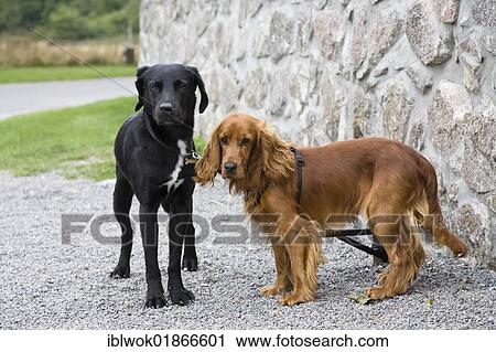 Pet dogs, black Labrador and Cocker Spaniel, Bornholm, Denmark, Europe View Large Photo Image Stock Image - Pet dogs, black Labrador and Cocker Spaniel, Bornholm, Denmark, Europe. Fotosearch