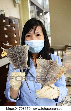 Pharmacist holding flying reptiles for drug manufacturing, Hong Kong Baptist University School of Traditional Chinese Medicine, China, Asia View Large Photo Image Stock Image - Pharmacist holding flying reptiles for drug manufacturing, Hong Kong Baptist University School of Traditional Chinese Medicine, China, Asia. Fotosearch