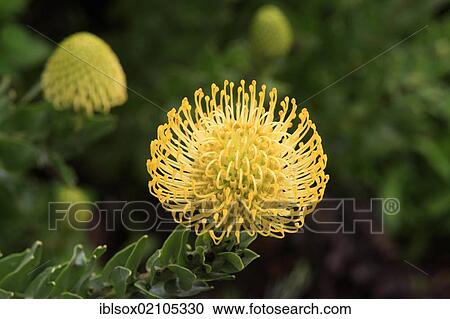 Stock Image - Pincushion Protea (Leucospermum sp), blossom, Kirstenbosch Botanical Garden, Cape Town, South Africa, Africa. Fotosearch