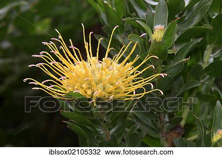 Pincushion Protea (Leucospermum sp), blossom, Kirstenbosch Botanical Garden, Cape Town, South Africa, Africa View Large Photo Image Stock Image - Pincushion Protea (Leucospermum sp), blossom, Kirstenbosch Botanical Garden, Cape Town, South Africa, Africa. Fotosearch