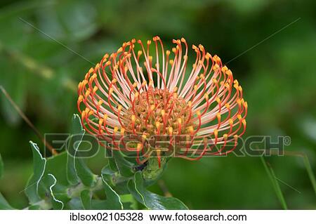 Stock Photo - Pincushion Protea (Leucospermum sp), blossom, Kirstenbosch Botanical Garden, Cape Town, South Africa, Africa. Fotosearch