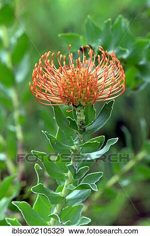 Stock Photo - Pincushion Protea (Leucospermum sp), blossom, Kirstenbosch Botanical Garden, Cape Town, South Africa, Africa. Fotosearch