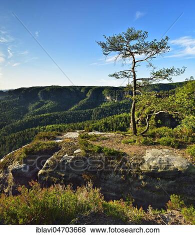 Pine on sandstone rocks at Kleiner Winterberg, Elbe Sandstone Mountains, National Park Saxon Switzerland, Saxony, Germany, Europe View Large Photo Image Stock Photo - Pine on sandstone rocks at Kleiner Winterberg, Elbe Sandstone Mountains, National Park Saxon Switzerland, Saxony, Germany, Europe. Fotosearch