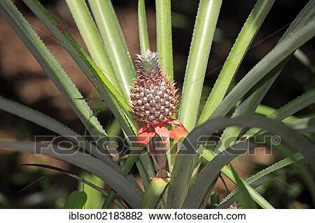 Pineapple (Ananas comosus), fruit, Nosy Komba, Madagascar, Africa View Large Photo Image Stock Image - Pineapple (Ananas comosus), fruit, Nosy Komba, Madagascar, Africa. Fotosearch