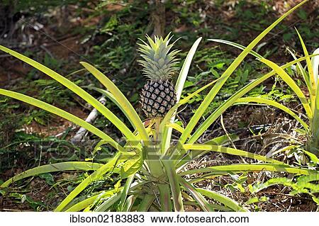 Pineapple (Ananas comosus), fruit, Nosy Komba, Madagascar, Africa View Large Photo Image Stock Image - Pineapple (Ananas comosus), fruit, Nosy Komba, Madagascar, Africa. Fotosearch