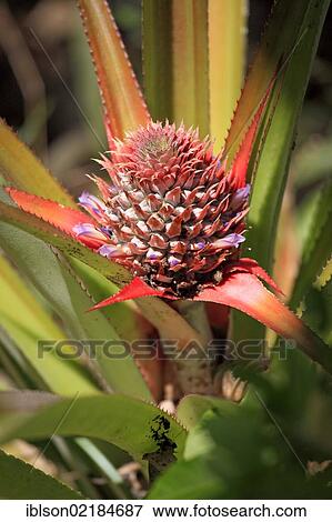 Stock Photo - Pineapple (Ananas comosus), fruit, Nosy Komba, Madagascar, Africa. Fotosearch