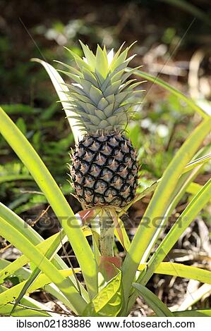 Pineapple (Ananas comosus), fruit, Nosy Komba, Madagascar, Africa View Large Photo Image Stock Photograph - Pineapple (Ananas comosus), fruit, Nosy Komba, Madagascar, Africa. Fotosearch