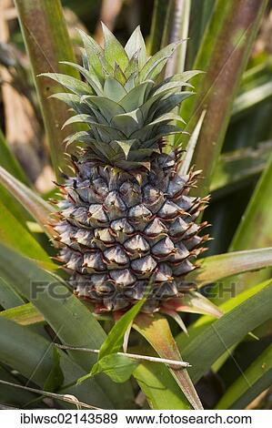Pineapple (Ananas comosus), Madagascar, Africa View Large Photo Image Stock Photo - Pineapple (Ananas comosus), Madagascar, Africa. Fotosearch