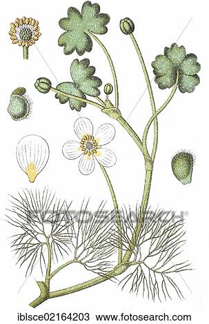 Pond water crowfoot (Ranunculus hybridus peltatus), medicinal plant, crop plant, chromolithography, about 1870 View Large Photo Image Stock Image - Pond water crowfoot (Ranunculus hybridus peltatus), medicinal plant, crop plant, chromolithography, about 1870. Fotosearch