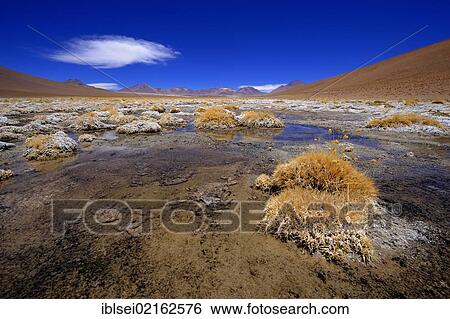 Stock Photograph - Ponds with Peruvian Feather Grass (Stipa ichu) and a cloudy blue sky, Uyuni, Bolivia, South America. Fotosearch