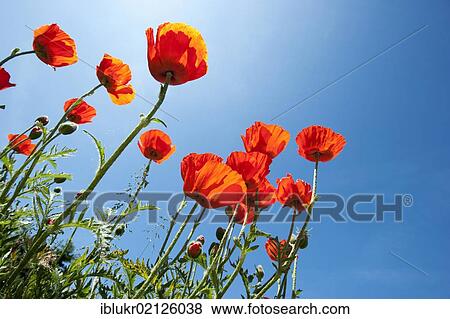 Poppies (Papaver rhoeas) against a blue sky, Sonderho, Fano island, Denmark, Scandinavia, Europe View Large Photo Image Stock Photo - Poppies (Papaver rhoeas) against a blue sky, Sonderho, Fano island, Denmark, Scandinavia, Europe. Fotosearch