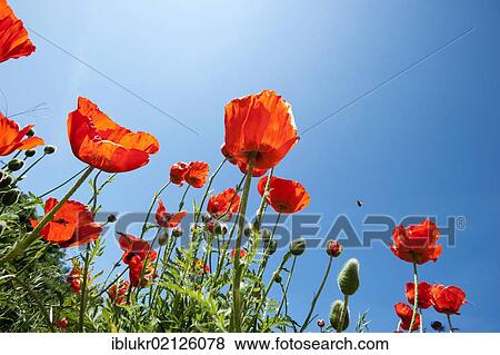 Poppies (Papaver rhoeas) against a blue sky, Sonderho, Fano island, Denmark, Scandinavia, Europe View Large Photo Image Stock Photo - Poppies (Papaver rhoeas) against a blue sky, Sonderho, Fano island, Denmark, Scandinavia, Europe. Fotosearch