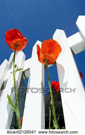 Poppies (Papaver rhoeas) on a white picket fence in front of a blue sky, Sonderho, Fano island, Denmark, Scandinavia, Europe View Large Photo Image Stock Photo - Poppies (Papaver rhoeas) on a white picket fence in front of a blue sky, Sonderho, Fano island, Denmark, Scandinavia, Europe. Fotosearch
