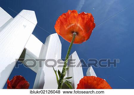 Poppies (Papaver rhoeas) on a white picket fence in front of a blue sky, Sonderho, Fano island, Denmark, Scandinavia, Europe View Large Photo Image Stock Photo - Poppies (Papaver rhoeas) on a white picket fence in front of a blue sky, Sonderho, Fano island, Denmark, Scandinavia, Europe. Fotosearch