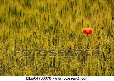 Poppy isolated in the middle of a field of wheat, Auvergne Rhone Alpes, France, Europe View Large Photo Image Stock Photograph - Poppy isolated in the middle of a field of wheat, Auvergne Rhone Alpes, France, Europe. Fotosearch