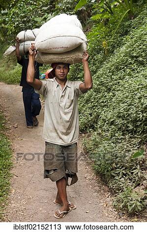 Porters, near Munduk, North Bali, Bali, Indonesia, Southeast Asia, Asia View Large Photo Image Stock Image - Porters, near Munduk, North Bali, Bali, Indonesia, Southeast Asia, Asia. Fotosearch