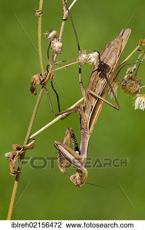 Praying Mantis (Mantis religiosa), Allersgraben, South Burgenland, Austria, Europe View Large Photo Image Stock Image - Praying Mantis (Mantis religiosa), Allersgraben, South Burgenland, Austria, Europe. Fotosearch