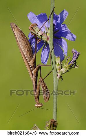 Stock Image - Praying Mantis (Mantis religiosa), Allersgraben, South Burgenland, Austria, Europe. Fotosearch