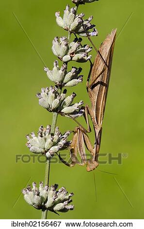 Praying Mantis (Mantis religiosa), Allersgraben, South Burgenland, Austria, Europe View Large Photo Image Stock Photo - Praying Mantis (Mantis religiosa), Allersgraben, South Burgenland, Austria, Europe. Fotosearch