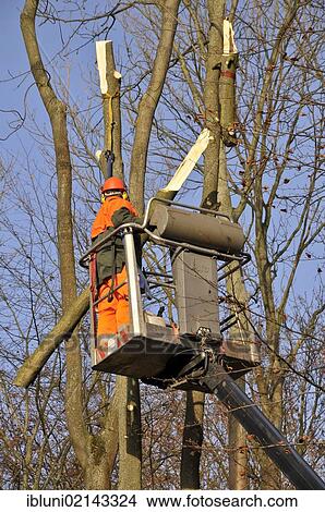 Picture - Pruning of ash trees that are infected with the micro fungus Chalara fraxineaaus. Fotosearch