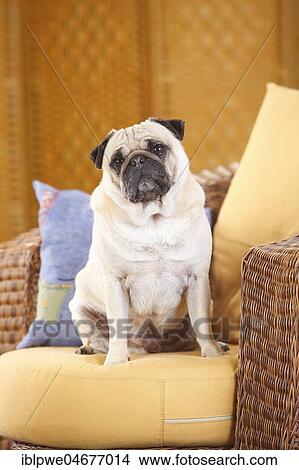 Pug dog, male, sits on couch View Large Photo Image Picture - Pug dog, male, sits on couch. Fotosearch