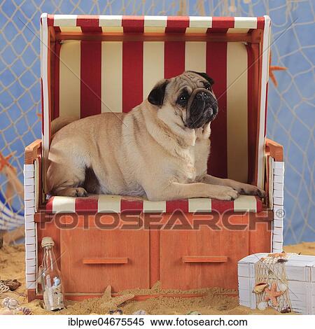 Pug, male, lies in beach chair View Large Photo Image Stock Photography - Pug, male, lies in beach chair. Fotosearch