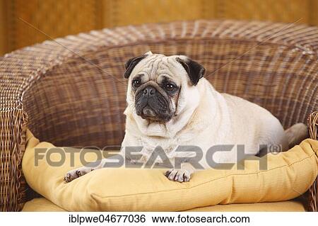 Pug, male, lying in basket chair View Large Photo Image Stock Photograph - Pug, male, lying in basket chair. Fotosearch