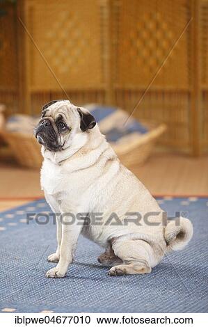 Pug, male, sits on carpet in the living room View Large Photo Image Stock Image - Pug, male, sits on carpet in the living room. Fotosearch