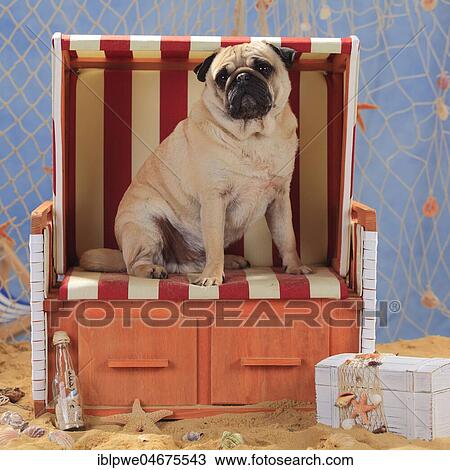 Pug, male, sitting in beach chair View Large Photo Image Stock Image - Pug, male, sitting in beach chair. Fotosearch