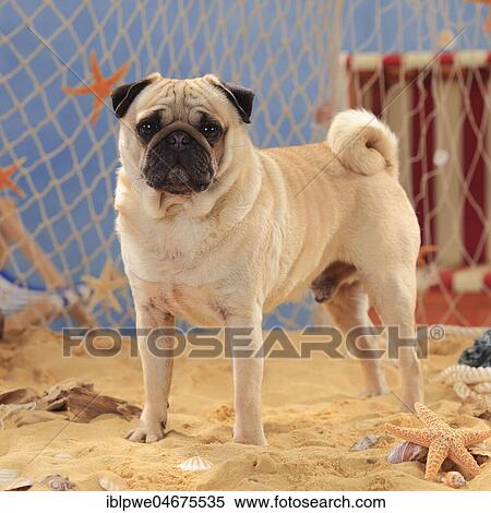 Pug, male stands in the sand View Large Photo Image Stock Photography - Pug, male stands in the sand. Fotosearch