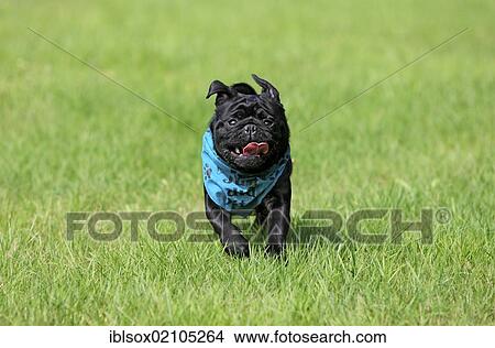 Picture - Pug wearing a scarf, adult, running across a meadow. Fotosearch