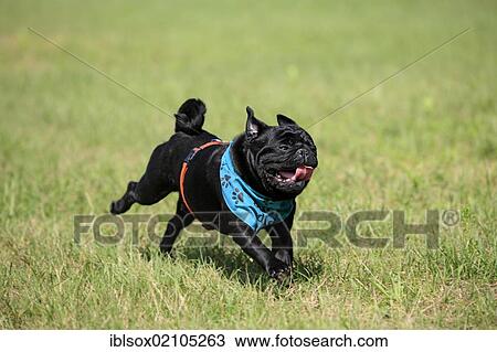 Stock Image - Pug wearing a scarf, adult, running across a meadow. Fotosearch