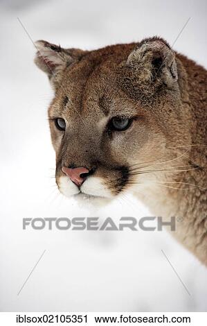 Stock Image - Puma, cougar or mountain lion (Puma concolor), adult, portrait, snow, Montana, USA, North America. Fotosearch
