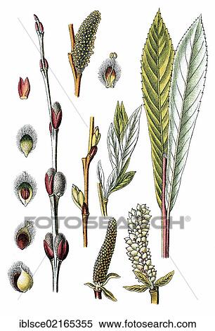 Purple Willow or Purple Osier (Salix purpurea), medicinal plant, useful plant, chromolithograph, circa 1790 View Large Photo Image Stock Photography - Purple Willow or Purple Osier (Salix purpurea), medicinal plant, useful plant, chromolithograph, circa 1790. Fotosearch