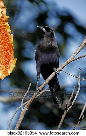 Purplish Jay (Cyanocorax cyanomelas), adult, feeding on papaya, Pantanal, Brazil, South America View Large Photo Image Picture - Purplish Jay (Cyanocorax cyanomelas), adult, feeding on papaya, Pantanal, Brazil, South America. Fotosearch