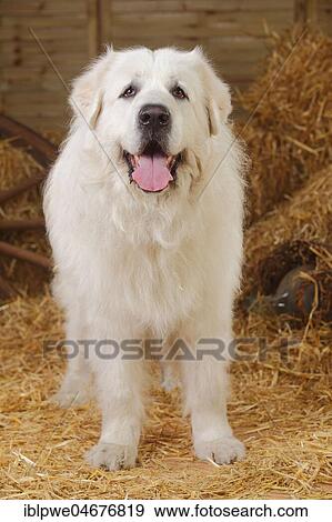 Pyrenean mountain dog, male, 9 year old dog standing in straw View Large Photo Image Stock Photo - Pyrenean mountain dog, male, 9 year old dog standing in straw. Fotosearch