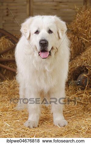 Pyrenean mountain dog, male, 9 years, old dog View Large Photo Image Stock Photo - Pyrenean mountain dog, male, 9 years, old dog. Fotosearch