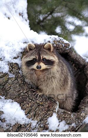 Stock Photograph - Raccoon (Procyon lotor), snow, den, Montana, USA, North America. Fotosearch