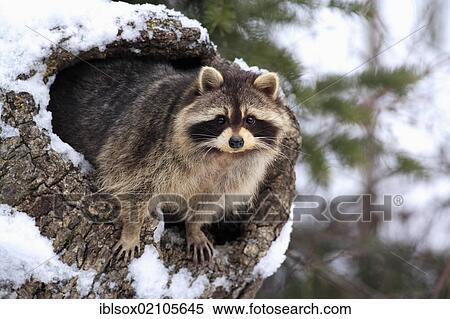 Stock Photography - Raccoon (Procyon lotor), snow, den, Montana, USA, North America. Fotosearch